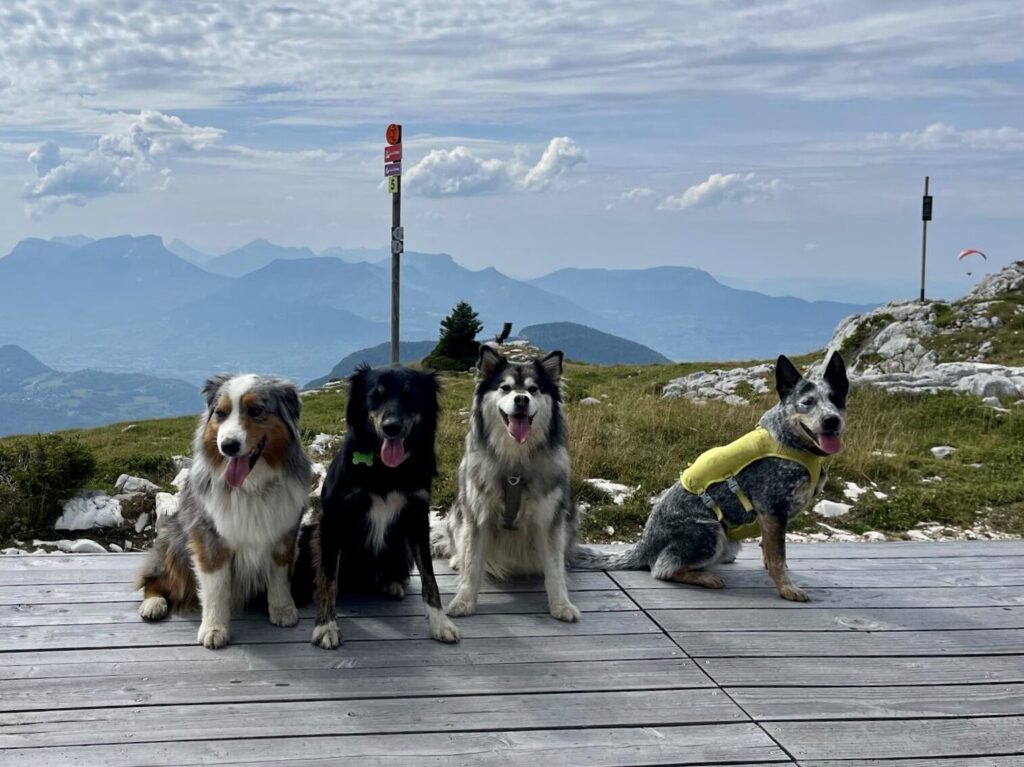 Randonnée groupe de chiens Balade et garde de chiens autour d'Annecy