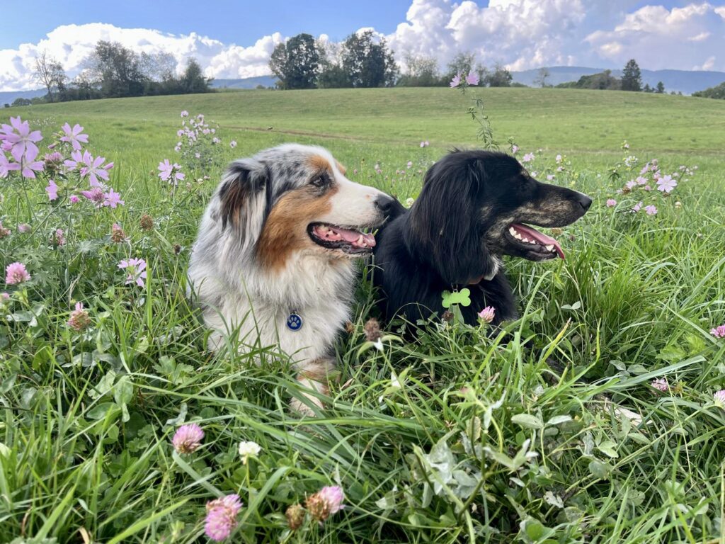 Garde animaux haute-savoie Garde chiens, chats, hamsters, lapins et poules en Haute-savoie